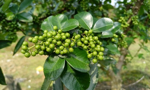 醋泡吴茱萸敷脚心的功效-【吴茱萸醋炙泡水喝怎么做】醋泡吴茱萸敷脚心的功效 - 醋调吴茱萸作用网